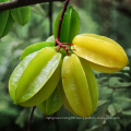 High Quality Fresh Sweet Natural Carambola Starfruit